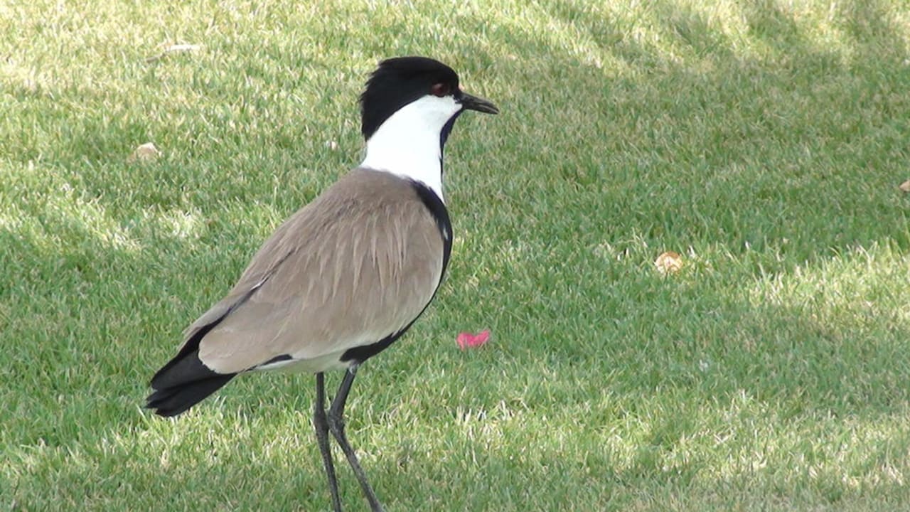 Schön anzusehen Brayka Bay Resort