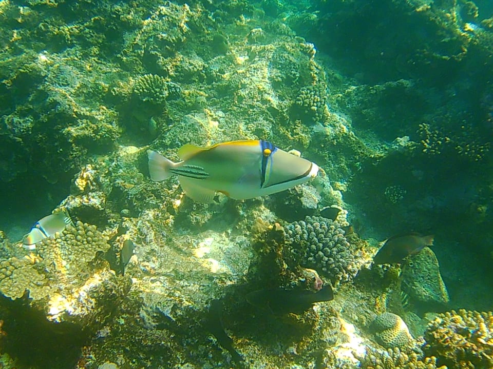 Sport & Freizeit Three Corners Sea Beach Resort