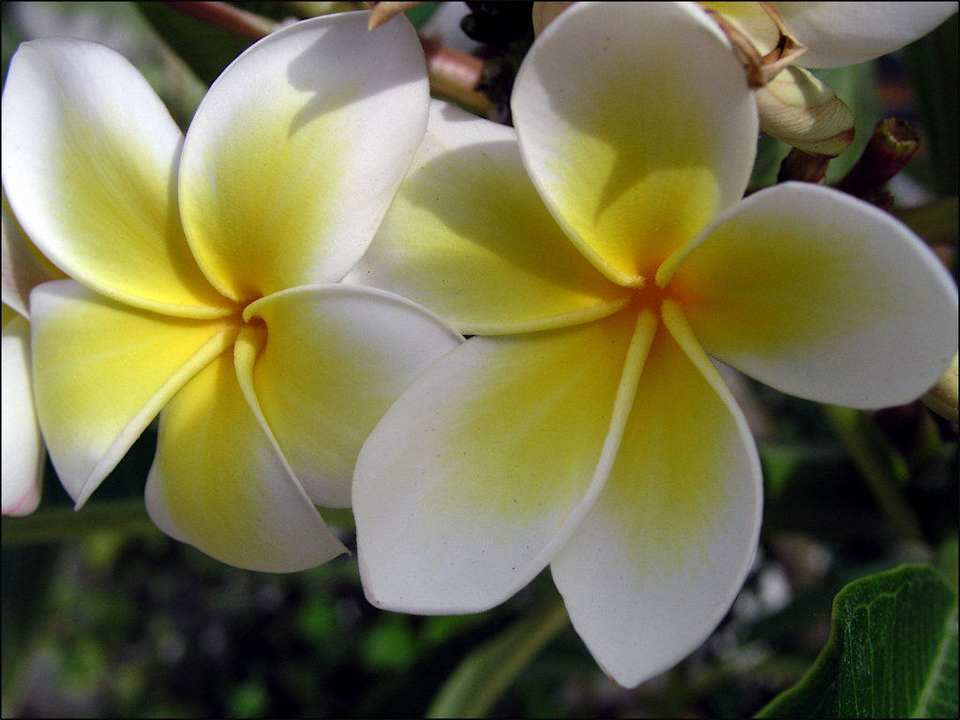 Blüte in der Gartenanlage Ghazala Gardens