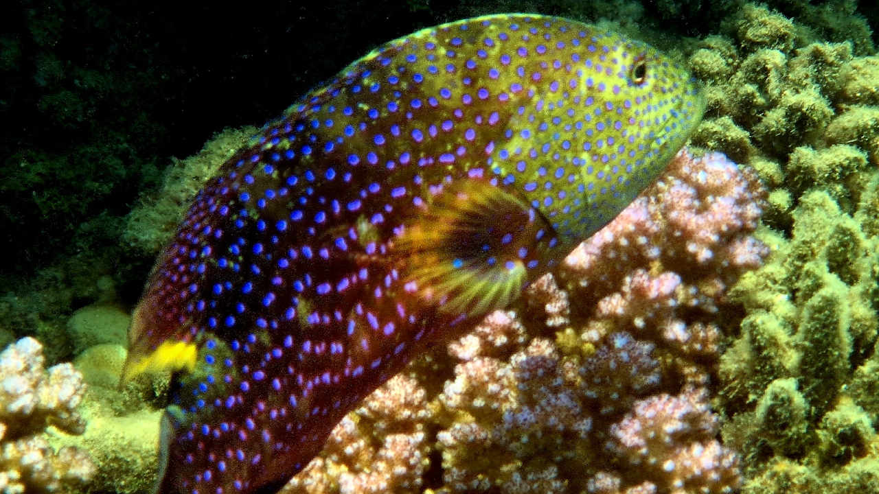 Sport & Freizeit Shams Alam Beach Resort