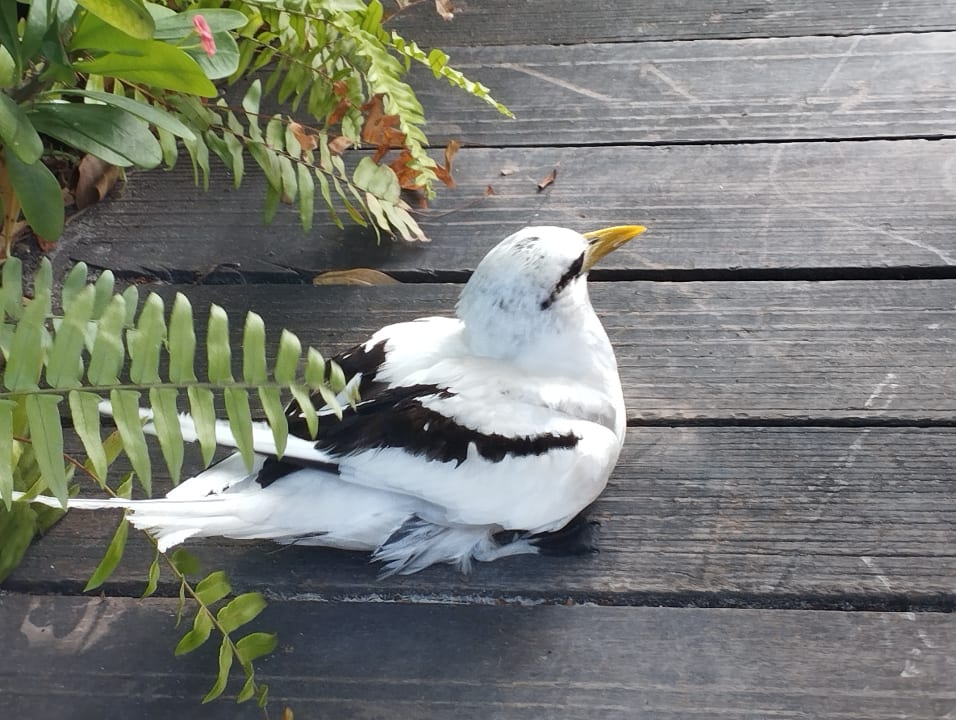 Sonstiges Kuredu Island Resort & Spa