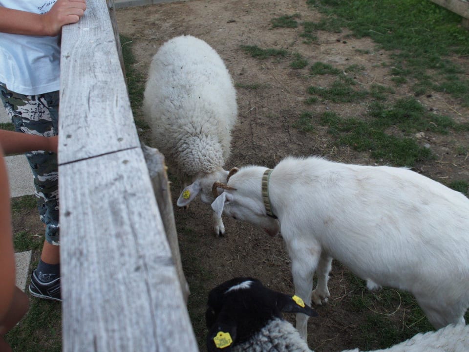 Ovečky Čertík, Maruška a koza Líza Hotel Panorama