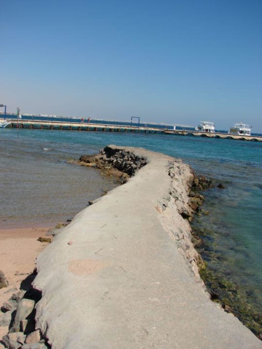 Rafa koralowa Desert Rose