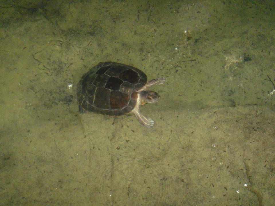 Schildkröte Catalonia Royal Bavaro - Adults only