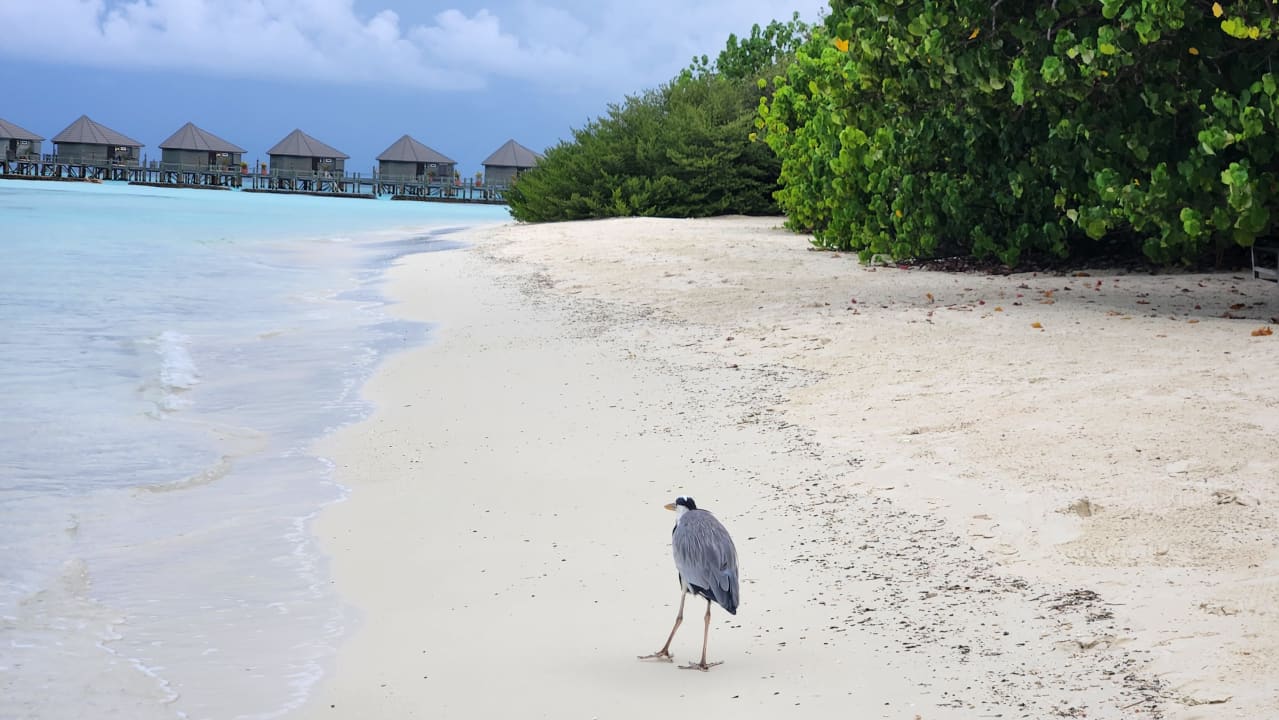 Strand Komandoo Island Resort & Spa - Adults only