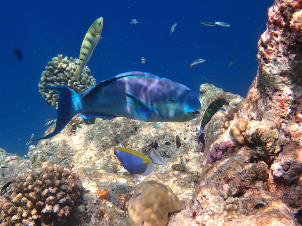 Sport & Freizeit Filitheyo Island Resort