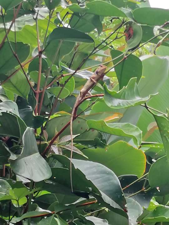 Gartenanlage Moracea by Khao Lak Resort