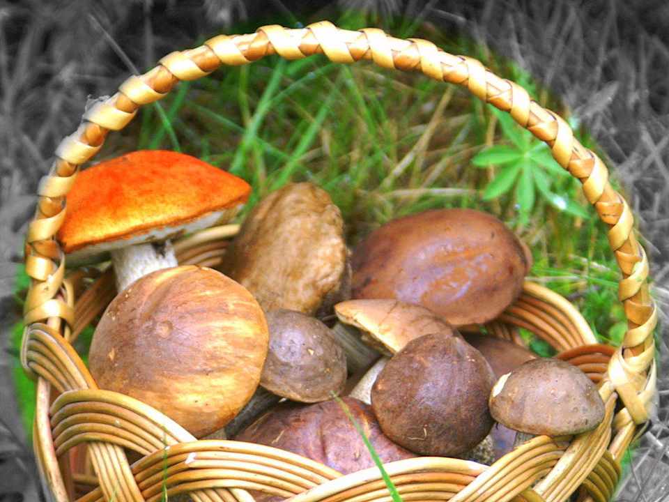 Te piękne grzyby wyrosły tuż przy domu Pensjonat Czajka