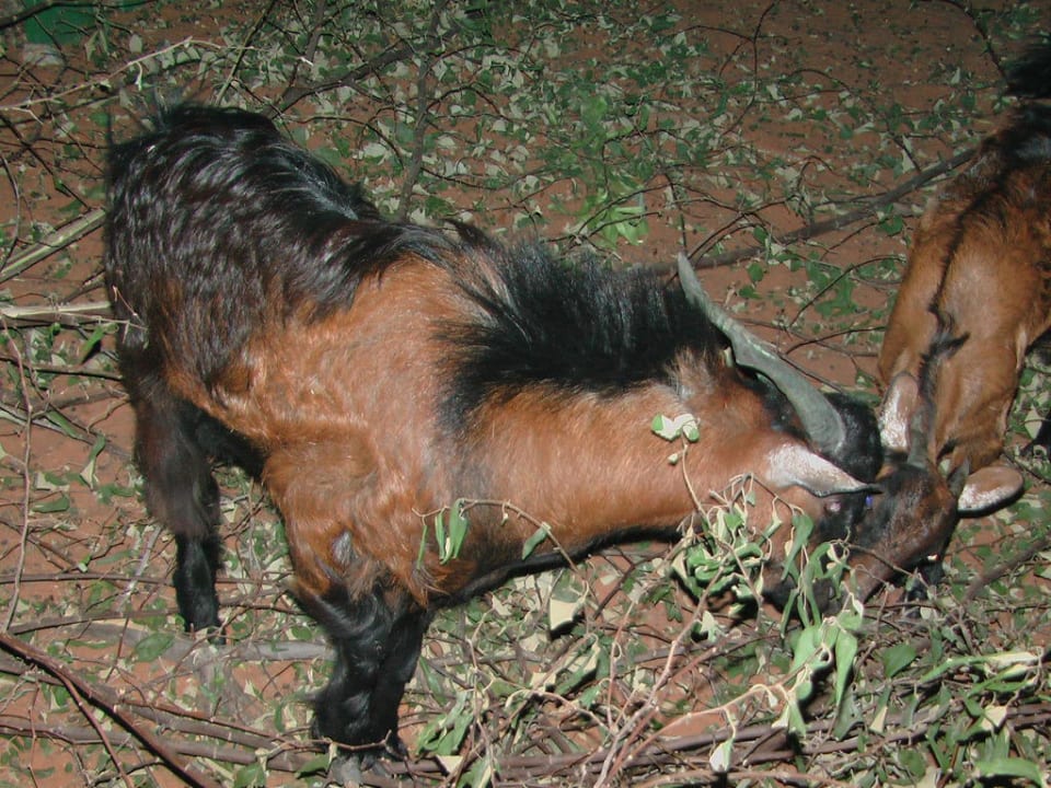 "Zoo" Hotel Le Meridien Al Aqah Beach Resort