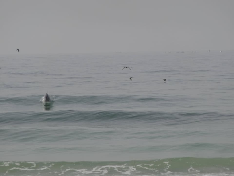 Delfine direkt am Strand Salalah Rotana Resort