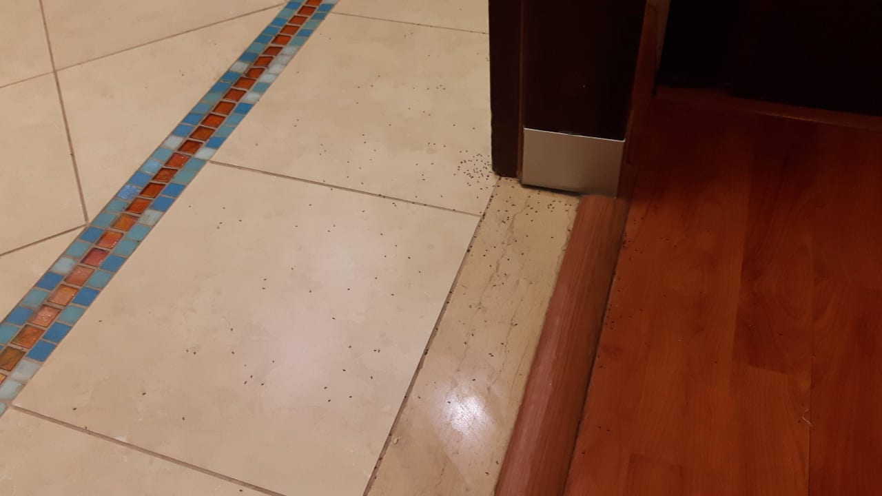 Ameisen im Bad Atrium Palace Thalasso Spa Resort & Villas