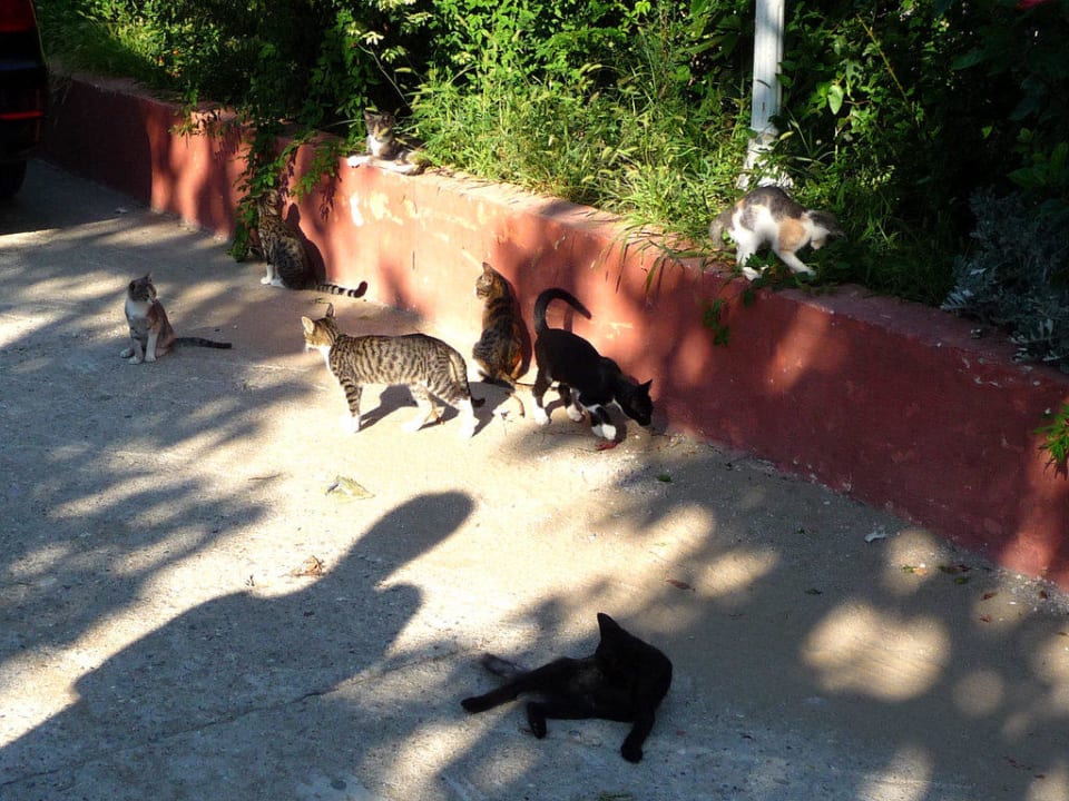 Katze Hotel Sirma