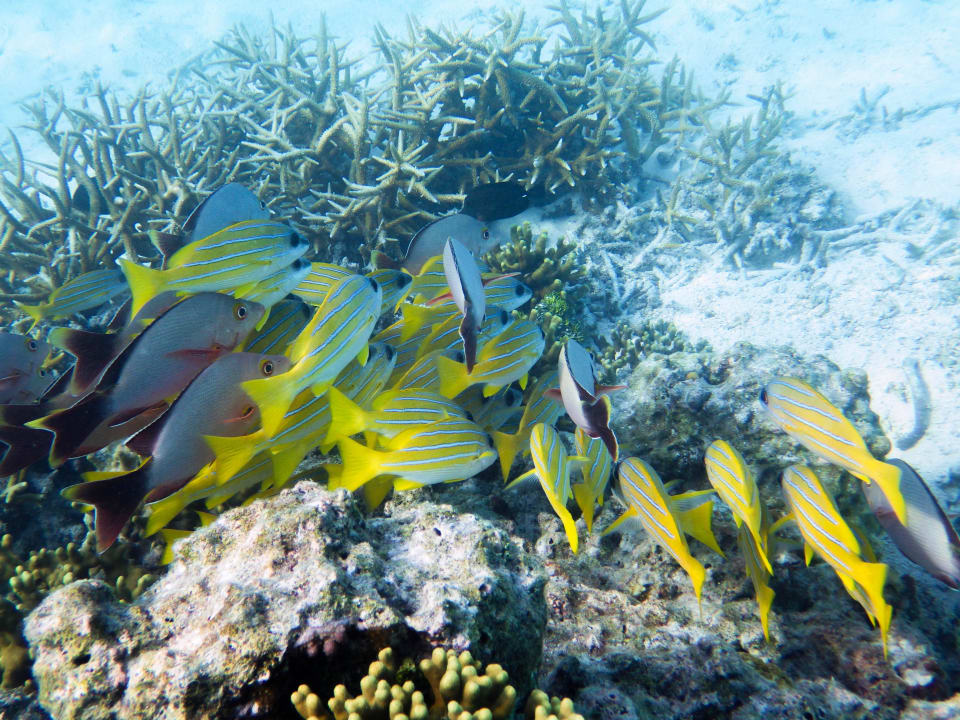 Viele bunte Fische Meeru Maldives Resort Island