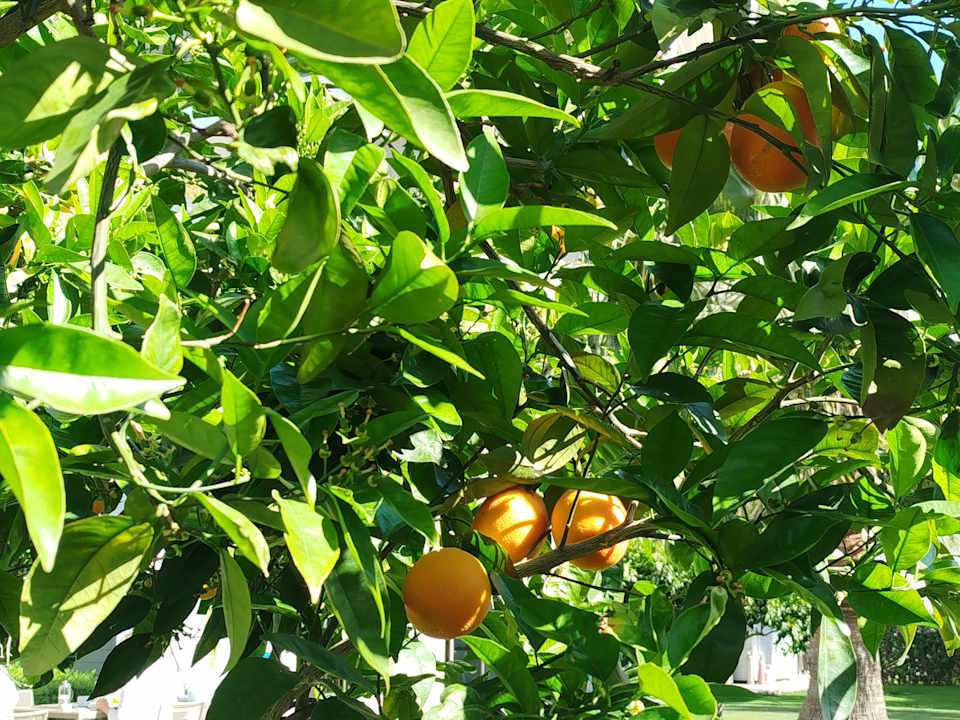 Gartenanlage Acanthus Cennet Barut Collection