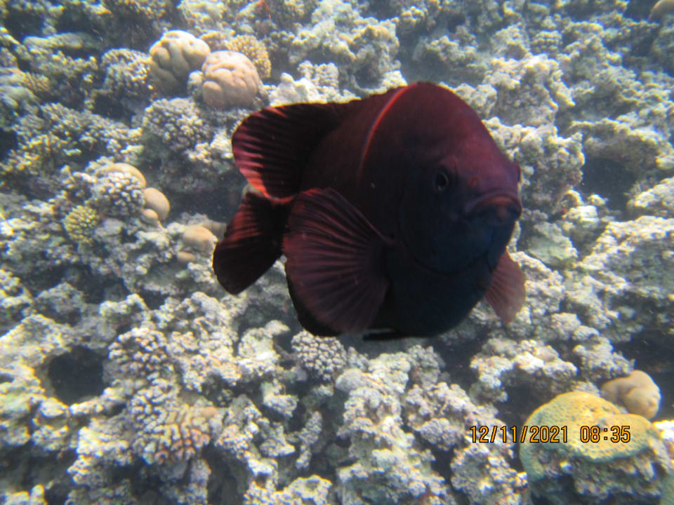 Sport & Freizeit Cleopatra Luxury Resort Makadi Bay