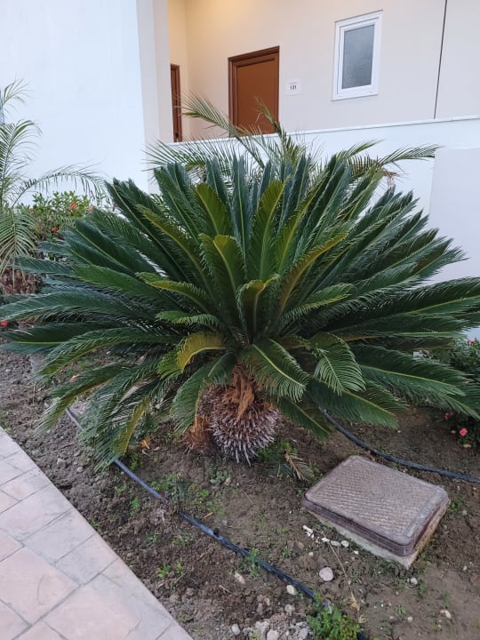 Gartenanlage Afandou Bay Resort Suites