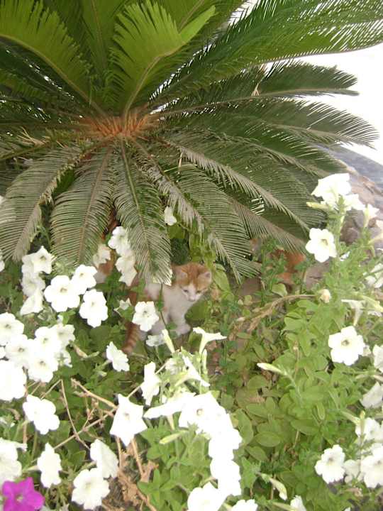 Котята, лучшее развлечение для детей, но священноe Le Jardin Aqua Park Resort