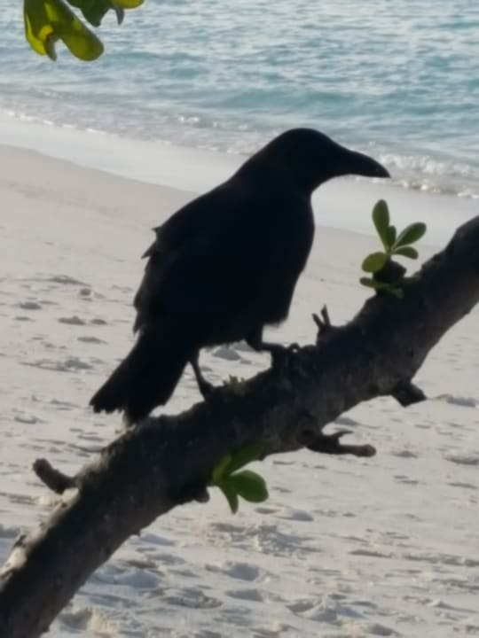 Strand Adaaran Select Meedhupparu Island Resort - Premium All Inclusive