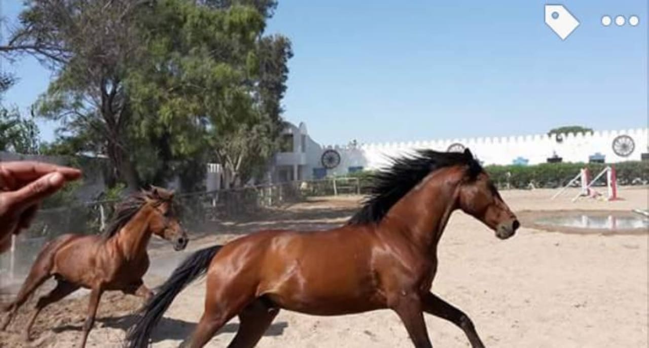 Auspowern!  Samira Club