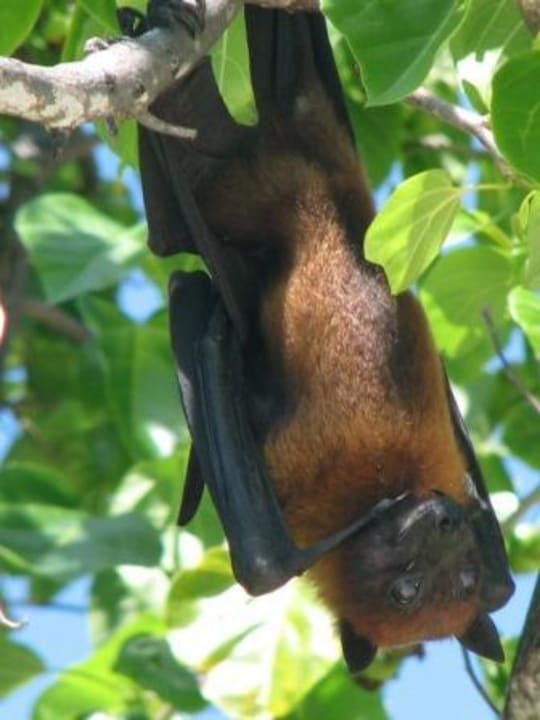 Flughund Meeru Maldives Resort Island