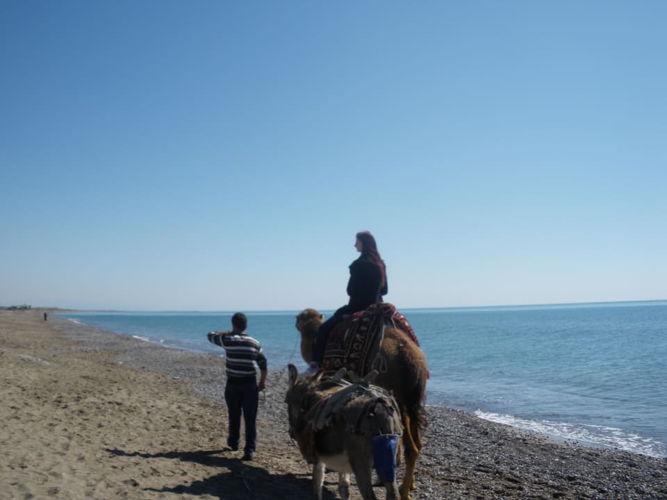 Ein Kamel, nein nicht in der Wüste Sherwood Dreams Resort