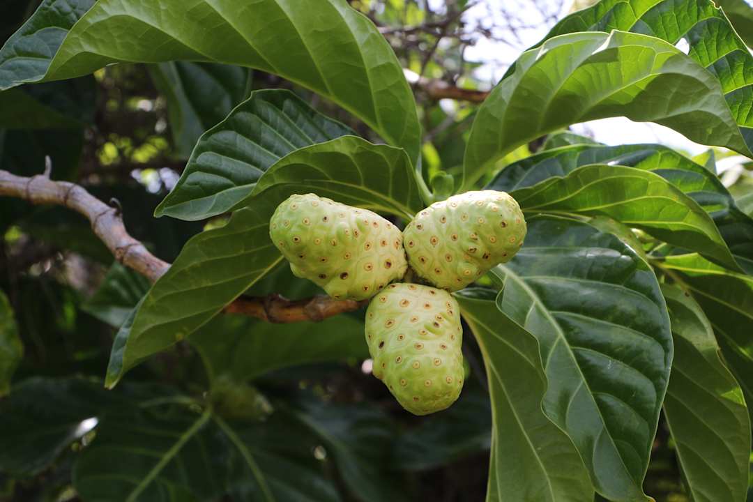 Gartenanlage Wyndham Alltra Samana