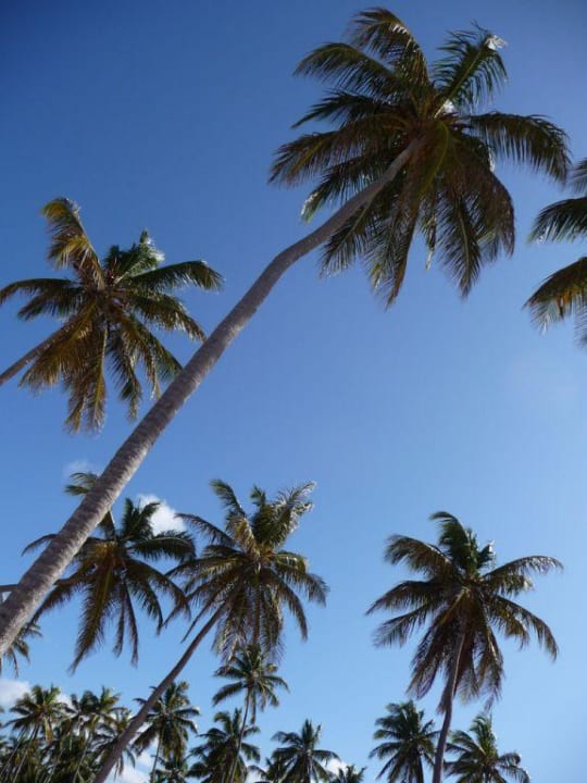 Strand Royalton Splash Punta Cana