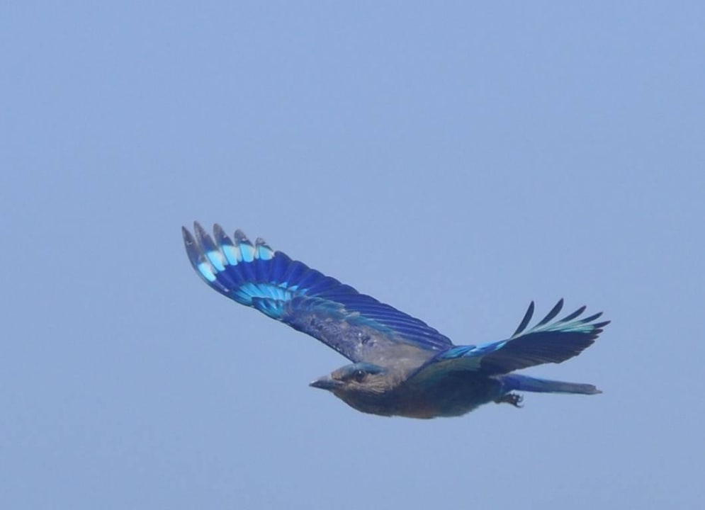 Kingfischer, täglich vor unserer Terrasse Miramar Al Aqah Beach Resort