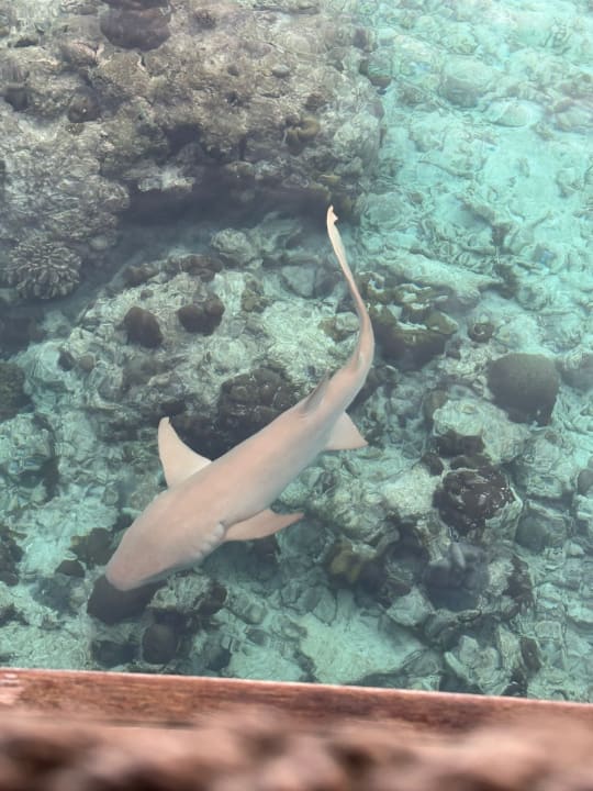 Sport & Freizeit NH Collection Maldives Reethi Resort