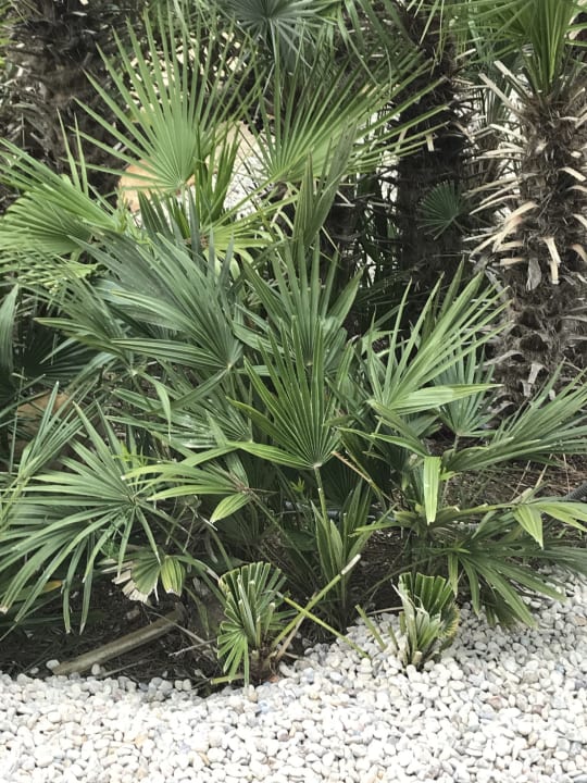 Gartenanlage Es Blau des Nord