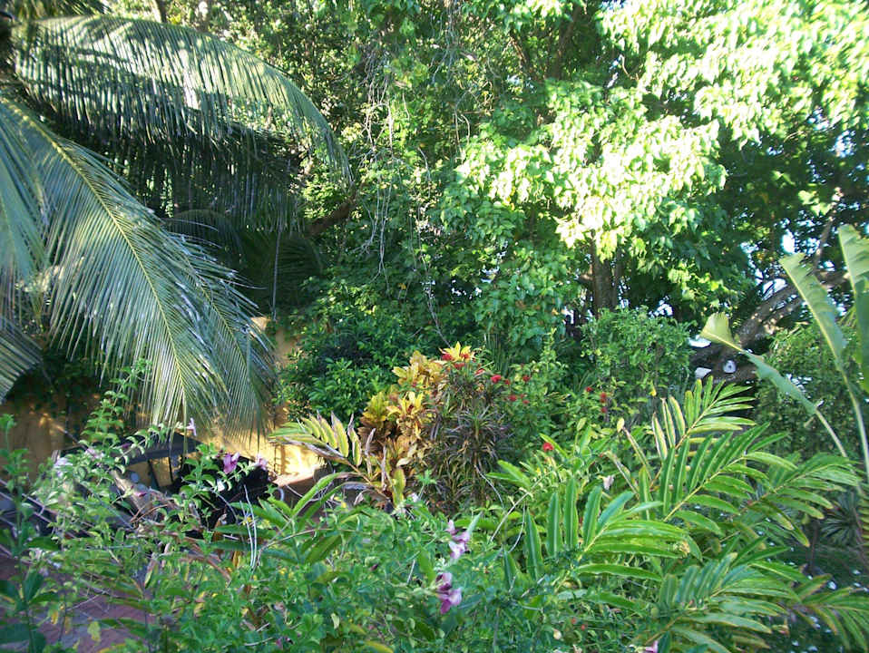Blick in den Garten Villa Dorado
