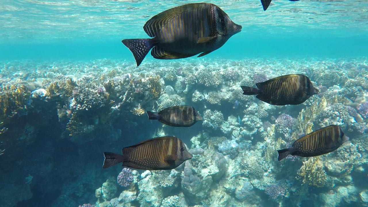 Strand Steigenberger Resort Alaya Marsa Alam - Red Sea - Adults only
