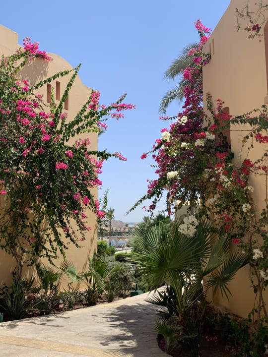 Gartenanlage Steigenberger Coraya Beach - Adults only