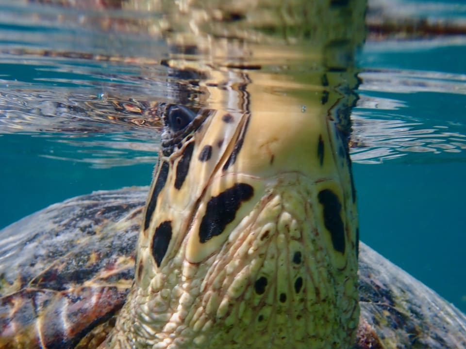 Sport & Freizeit NH Collection Maldives Reethi Resort