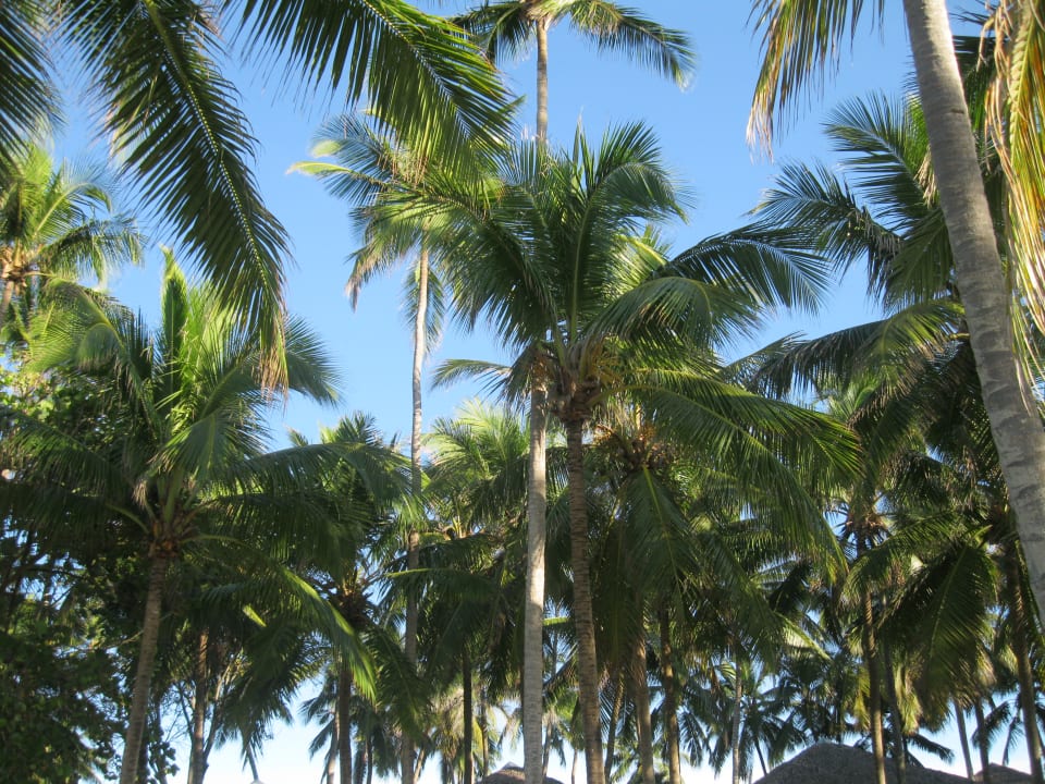 Gartenanlage Hotel Viva Dominicus Beach by Wyndham - All Inclusive Resort