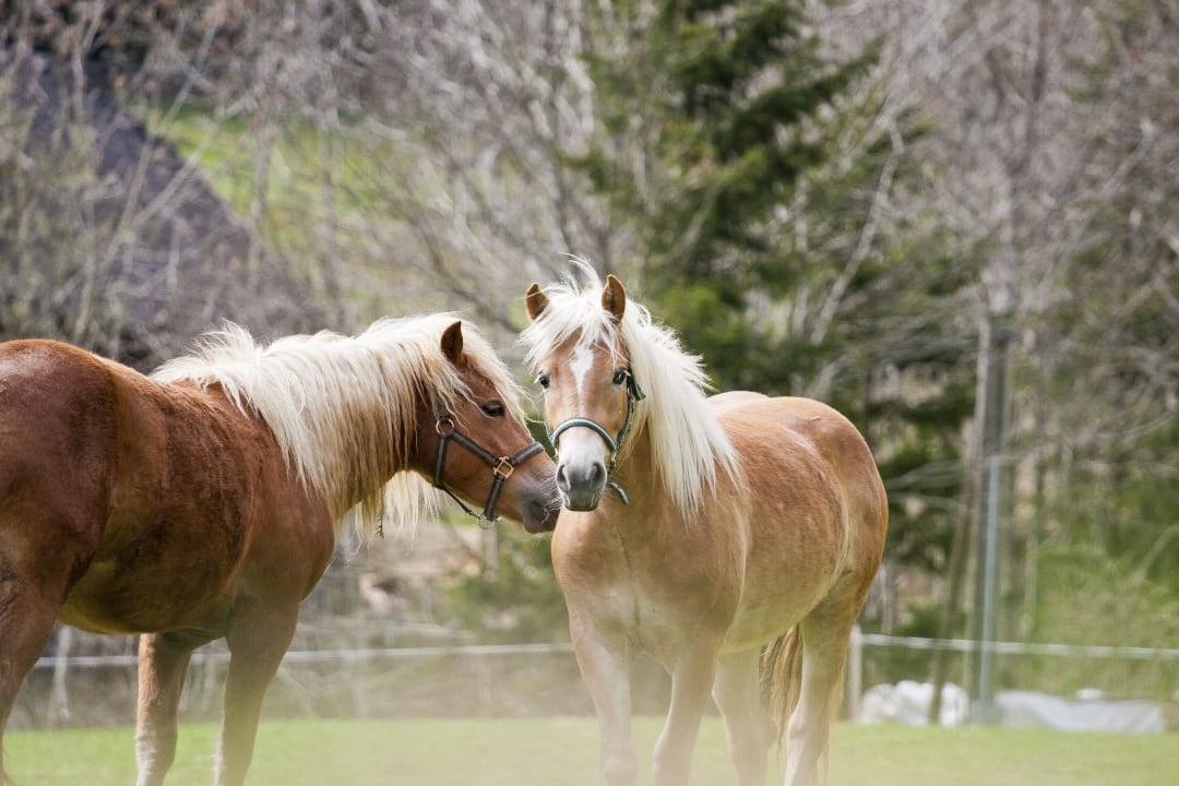 Pferde Bauernhof Bodnerhof