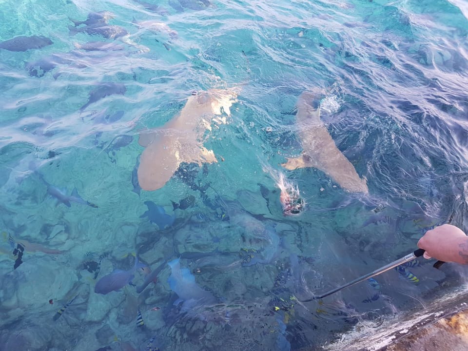 Haifütterung Summer Island Maldives