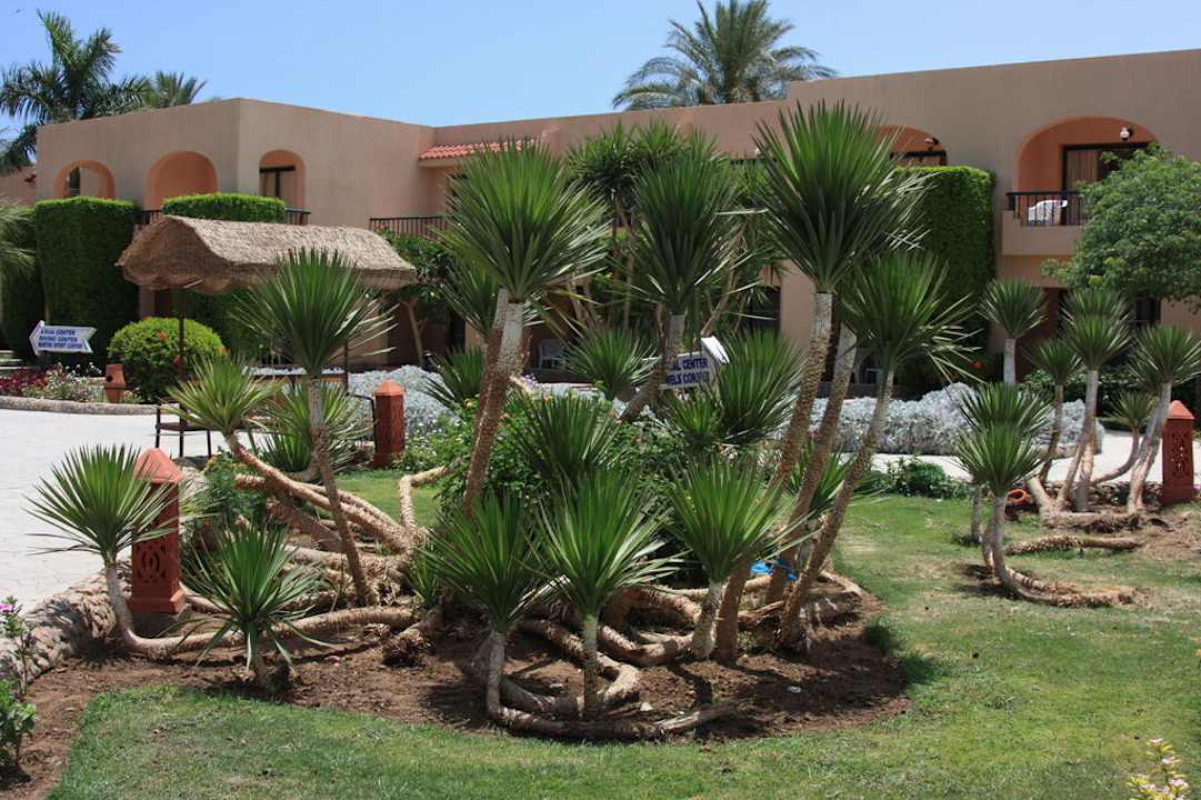 Wyginam pieniek smialo dla mnie to malo Aladdin Beach Resort