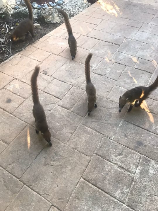 Sonstiges Catalonia Playa Maroma