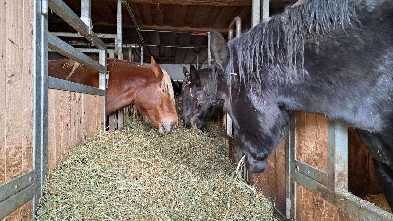 Sport & Freizeit Comfort-Farm Zittrauerhof