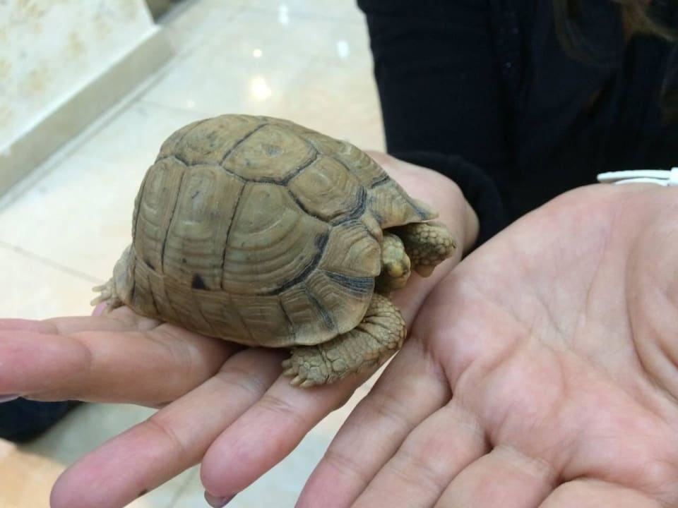 Haus-Schildkröte Cleopatra Luxury Resort Makadi Bay