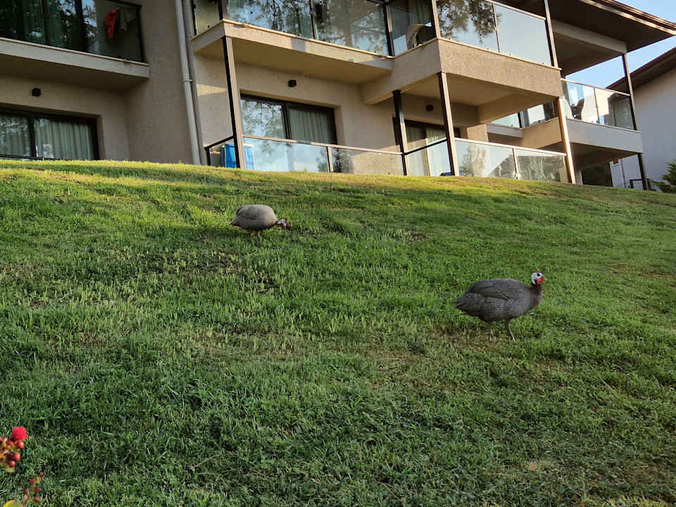 Gartenanlage TUI BLUE Seno - Adults Only