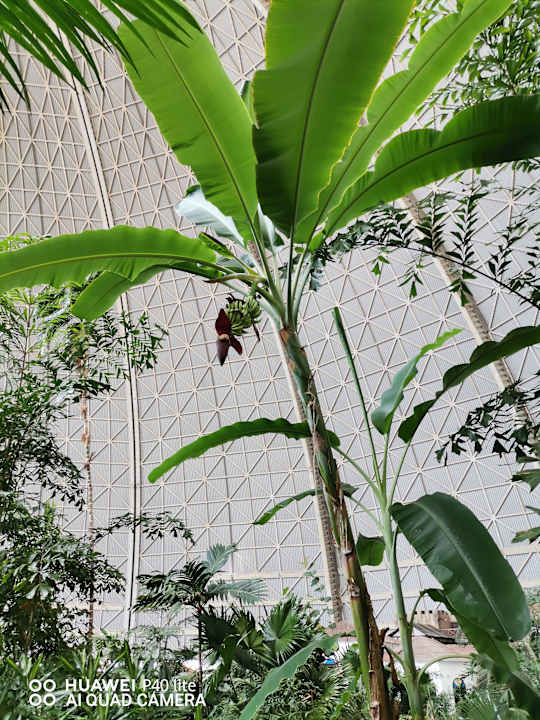 Gartenanlage Tropical Islands Resort