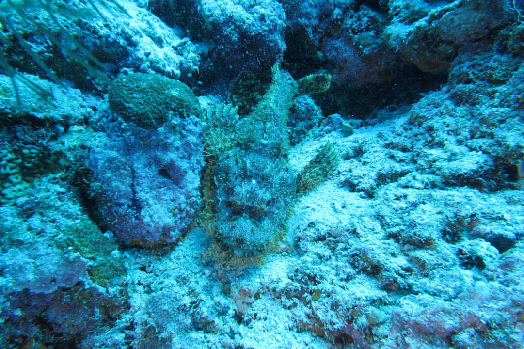 Steinfisch NH Collection Maldives Reethi Resort