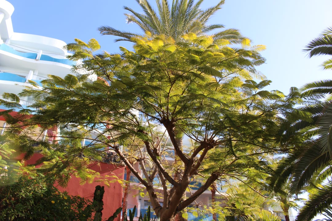 Gartenanlage R2 Pajara Beach