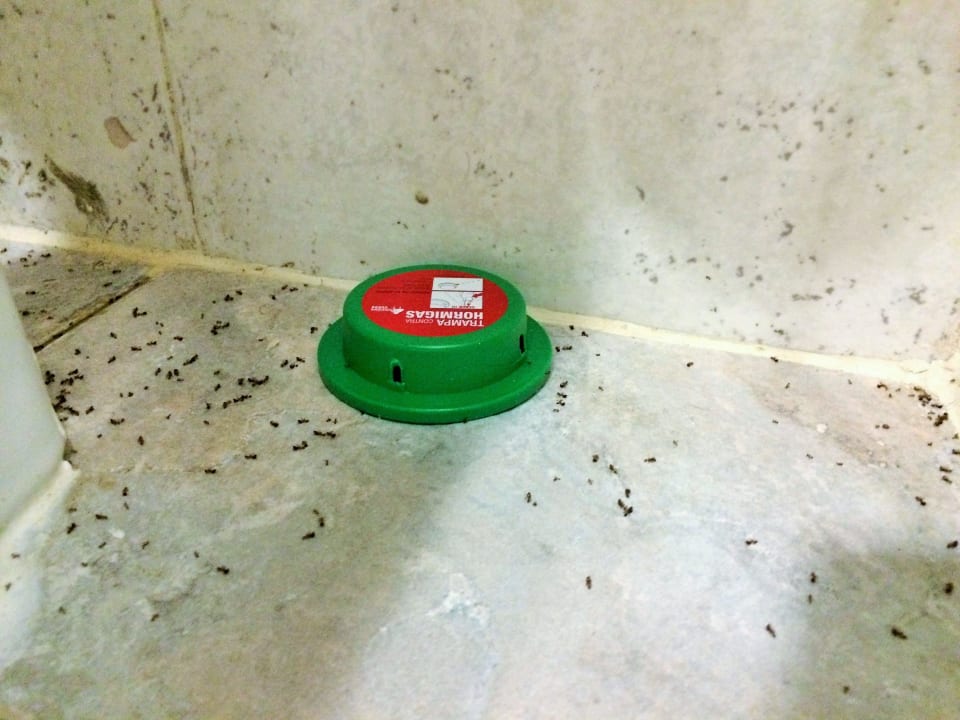 Tote Ameisen im Badezimmer Club Jandia Princess