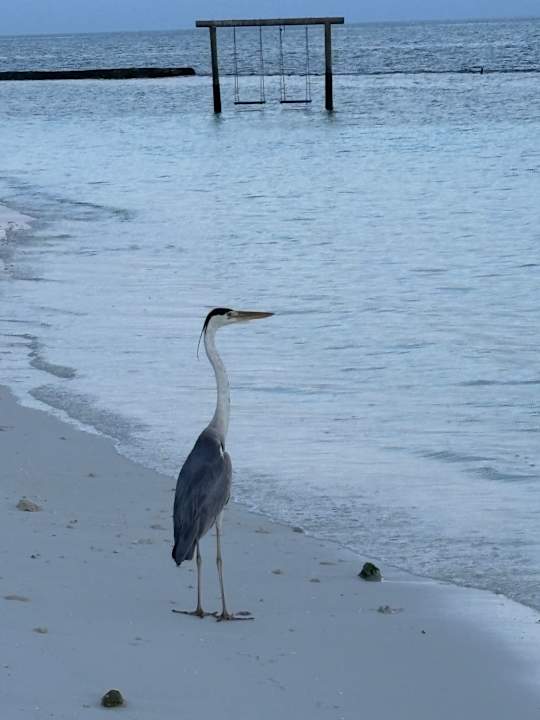Ausblick Kuredu Island Resort & Spa