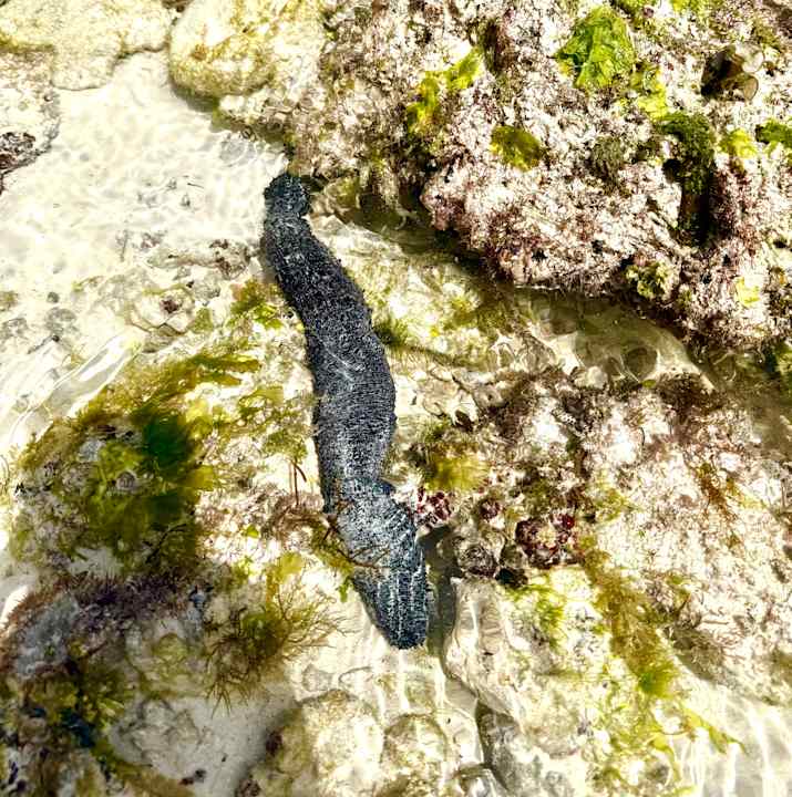 Strand Royal Zanzibar Beach Resort