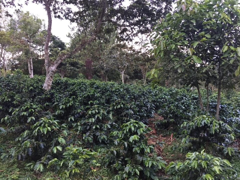 Gartenanlage Monasterio San Agustín