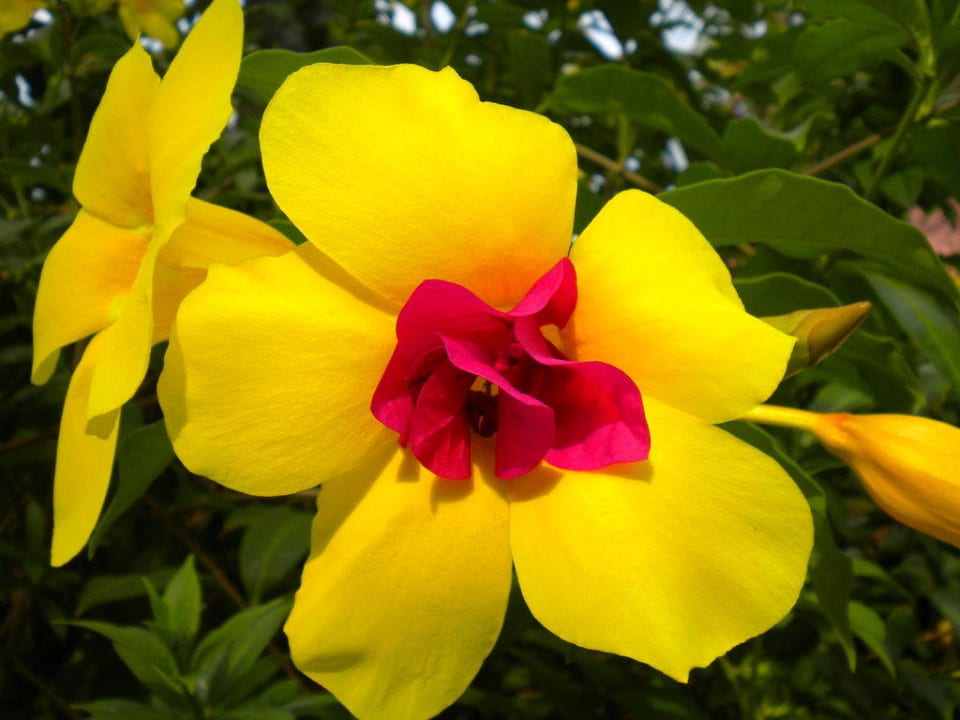 Traumhaft - sucht diese Blume TRS Turquesa Hotel - Adults only